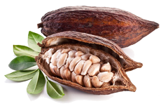 cacao ok